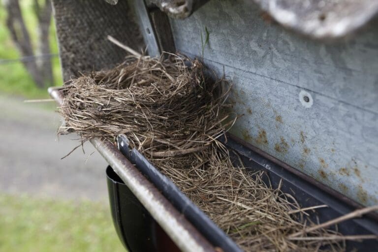 How to Keep Birds Out of Gutters and Keep it that Way