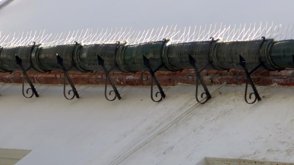 How to Keep Birds Out of Gutters and Keep it that Way