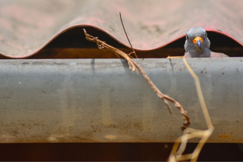 How to Get Rid of Birds' Nests in Your Gutters