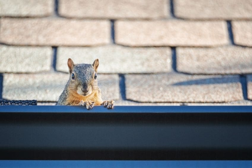 Critters That May Be Living in Your Gutters